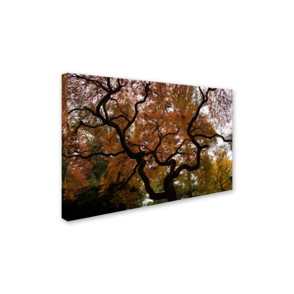 Kurt Shaffer 'Brilliant Japanese Maple Abstract' Canvas Art,22x32